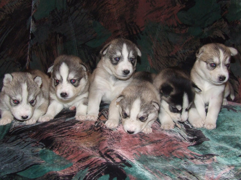 vand husky siberian - Pret | Preturi vand husky siberian