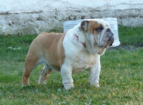 Vand catei BULLDOG ENGLEZ cu pedigre tip A - Pret | Preturi Vand catei BULLDOG ENGLEZ cu pedigre tip A