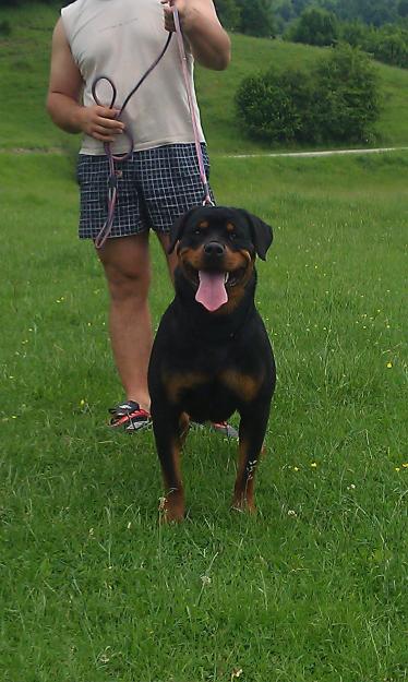 Vanzare pui rottweiler de exceptie - Pret | Preturi Vanzare pui rottweiler de exceptie