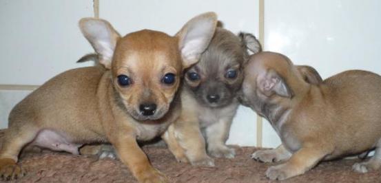 De vanzare catei din rasa Chihuahua - Pret | Preturi De vanzare catei din rasa Chihuahua