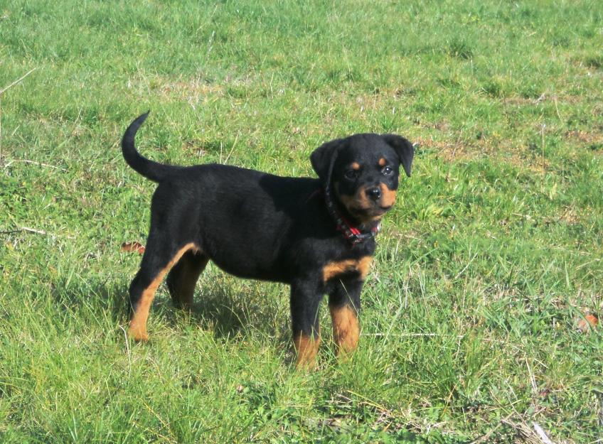 Vand catei rottweiler - Pret | Preturi Vand catei rottweiler