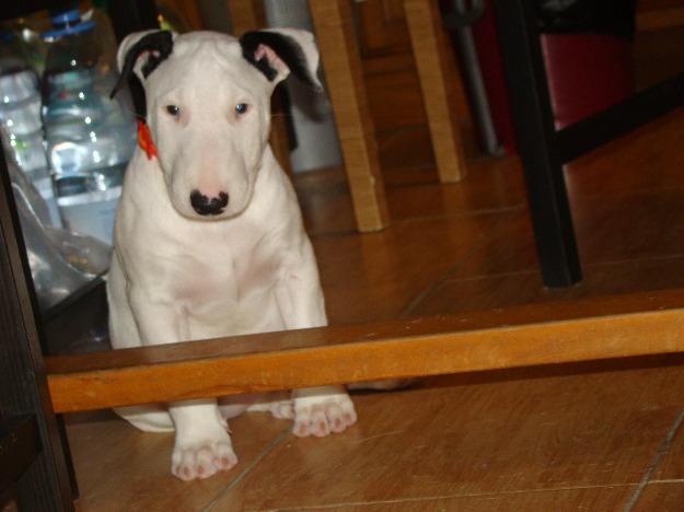 Vand pui Bull Terrier - Pret | Preturi Vand pui Bull Terrier