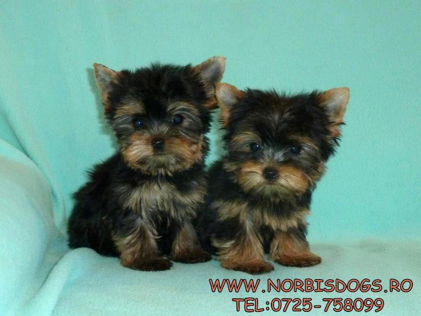 de vanzare pui de yorkshire terrier, yorki - Pret | Preturi de vanzare pui de yorkshire terrier, yorki