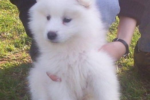 vand catelusi samoyede - Pret | Preturi vand catelusi samoyede