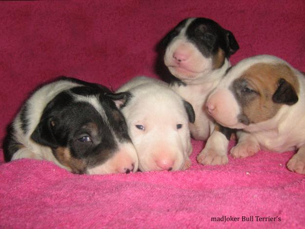 vand pui bull terrier - Pret | Preturi vand pui bull terrier