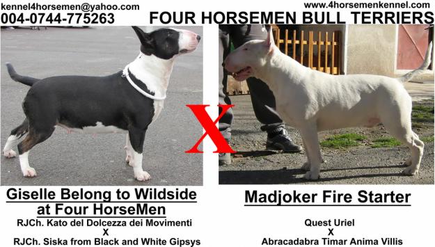 Bull Terrier Puppies For Sale - The Four HorseMen Kennel - Pret | Preturi Bull Terrier Puppies For Sale - The Four HorseMen Kennel