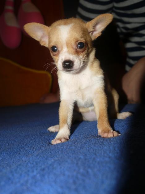 Vand CHIHUAHUA - Pret | Preturi Vand CHIHUAHUA