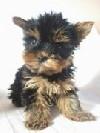 vand yorkshire terrier catelusi yorkshire de vanzare - Pret | Preturi vand yorkshire terrier catelusi yorkshire de vanzare