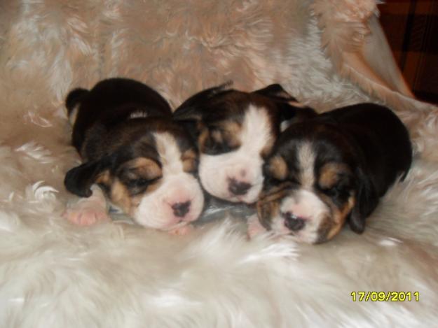 pui beagle cu pedigree - Pret | Preturi pui beagle cu pedigree