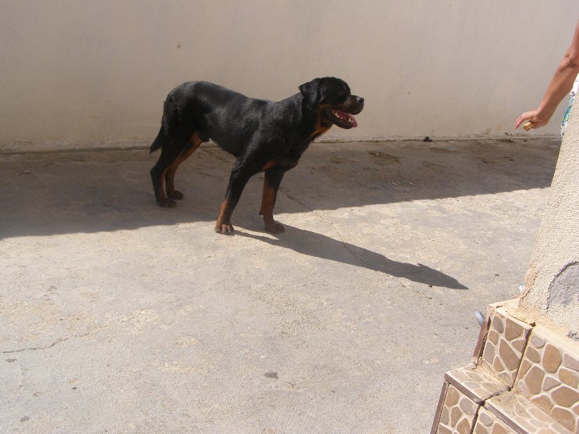 rottweiler de calitate garantata - Pret | Preturi rottweiler de calitate garantata