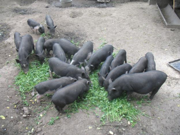 Porci vietnamezi, carne fara colesterol - Pret | Preturi Porci vietnamezi, carne fara colesterol