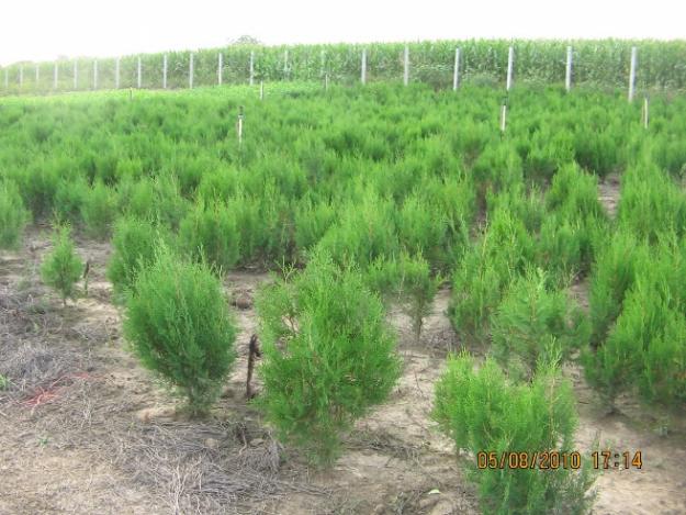 Vand tuia(thuja) orientalis pentru garduri vii din pepiniera proprie. - Pret | Preturi Vand tuia(thuja) orientalis pentru garduri vii din pepiniera proprie.