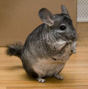 microferma chinchilla - Pret | Preturi microferma chinchilla