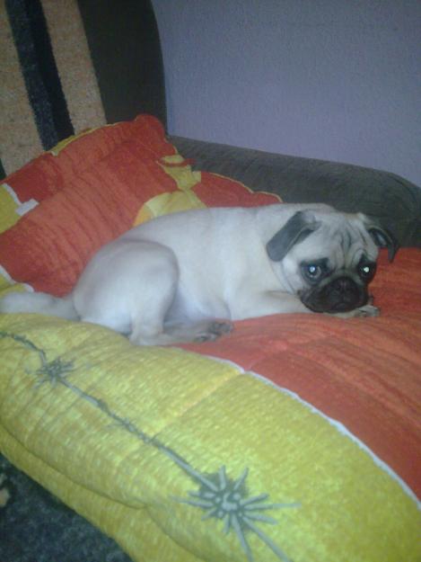 vand catelusa mops-pug - Pret | Preturi vand catelusa mops-pug