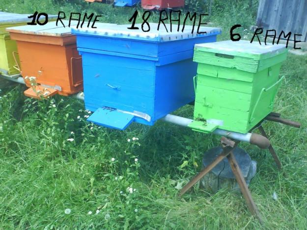 Vand roiuri de albine 2012 cu lazi - Pret | Preturi Vand roiuri de albine 2012 cu lazi