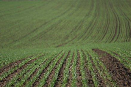 Vand 2 ha teren agricol in Dobrotesti,judetul Dolj - Pret | Preturi Vand 2 ha teren agricol in Dobrotesti,judetul Dolj