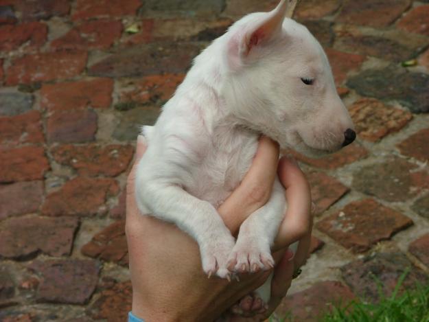 Bullterrier de vanzare.Transport gratuit de carciun - Pret | Preturi Bullterrier de vanzare.Transport gratuit de carciun