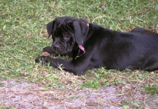 Cane Corso de Vanzare, livrare gratuita in tara - Pret | Preturi Cane Corso de Vanzare, livrare gratuita in tara