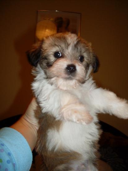 bichon havanez maro si albi cu pete - Pret | Preturi bichon havanez maro si albi cu pete