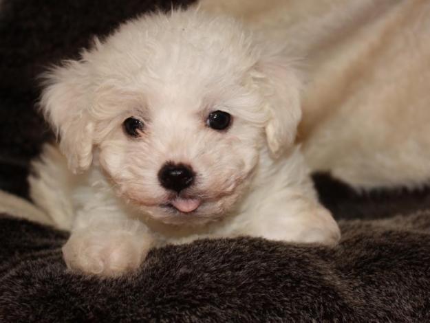Bolognese Bichon puppy - Pret | Preturi Bolognese Bichon puppy