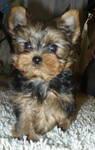 puiuti yorkshire terrier de vanzare catelusi yorkshire terrier de vanzare - Pret | Preturi puiuti yorkshire terrier de vanzare catelusi yorkshire terrier de vanzare