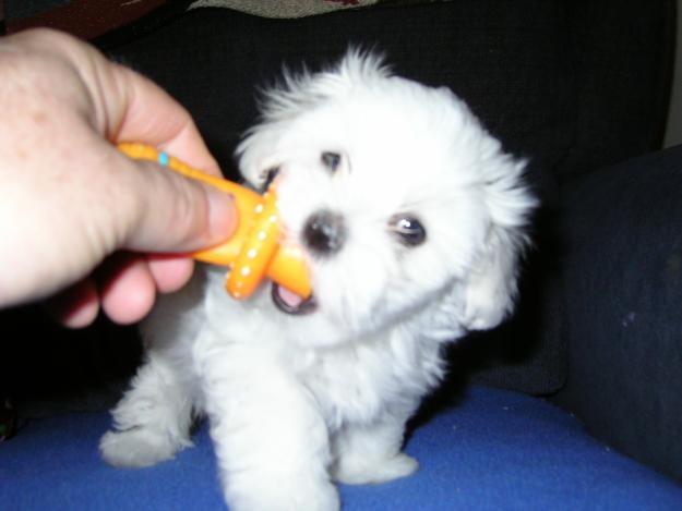 BICHON MALTESE 700 RON - Pret | Preturi BICHON MALTESE 700 RON