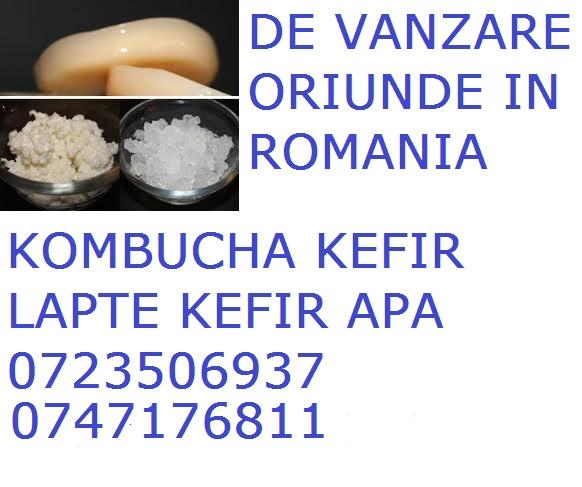 Kefir lapte 0723506937 ciuperca tibetana vanzare oriunde in romania 4 Lingurite/buc=100lei - Pret | Preturi Kefir lapte 0723506937 ciuperca tibetana vanzare oriunde in romania 4 Lingurite/buc=100lei
