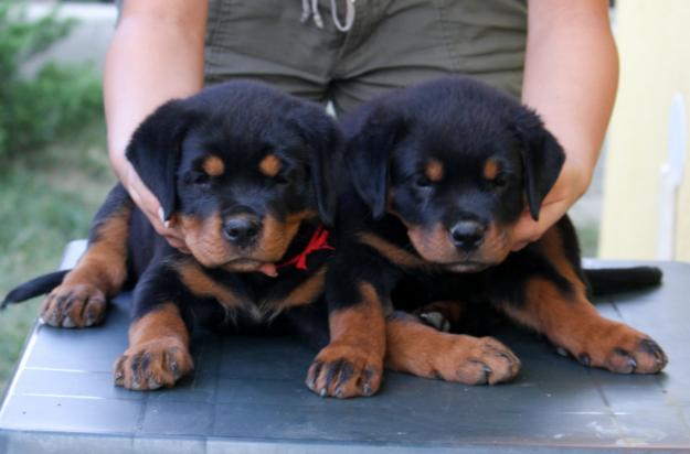 Pui Rottweiler - Pret | Preturi Pui Rottweiler