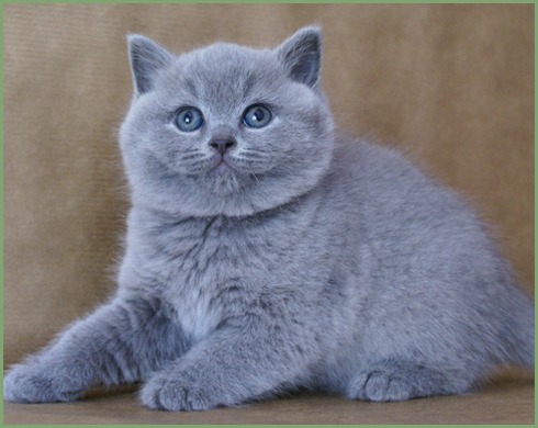 Vand pui British Shorthair cu pedigree - Pret | Preturi Vand pui British Shorthair cu pedigree