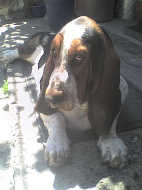 monta basset hound - Pret | Preturi monta basset hound