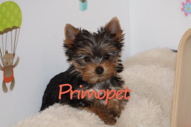 PrimoPet vinde pui  Yorkshire Terrier Toy - Pret | Preturi PrimoPet vinde pui  Yorkshire Terrier Toy
