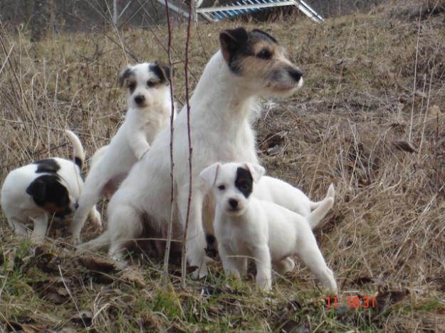 Vand pui de Jack Russell Terrier - Pret | Preturi Vand pui de Jack Russell Terrier