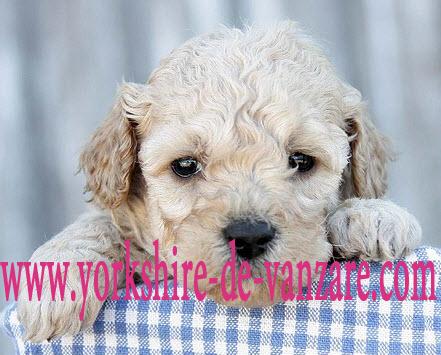 Caniche Pitic (Poodle) de Vanzare - Pret | Preturi Caniche Pitic (Poodle) de Vanzare