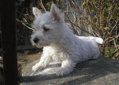 WESTIE_westie - Pret | Preturi WESTIE_westie