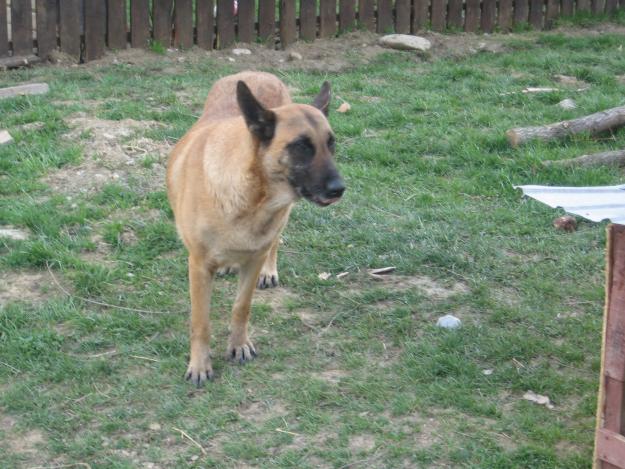 FEMELA GESTANTA CIOBANESC BELGIAN MALINOIS - Pret | Preturi FEMELA GESTANTA CIOBANESC BELGIAN MALINOIS