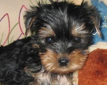 oferta yorkshire terrier - Pret | Preturi oferta yorkshire terrier