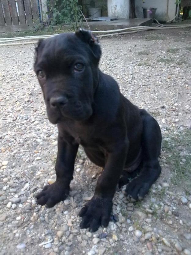 Vand Doua Femele Cane Corso - Pret | Preturi Vand Doua Femele Cane Corso