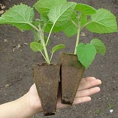 Afacerea cu copaci paulownia - Pret | Preturi Afacerea cu copaci paulownia