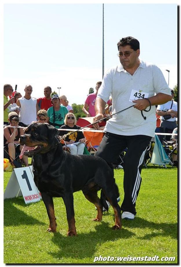 pui rottweiler deosebiti - Pret | Preturi pui rottweiler deosebiti