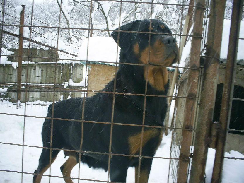 Vand femele Rottweiler - Pret | Preturi Vand femele Rottweiler