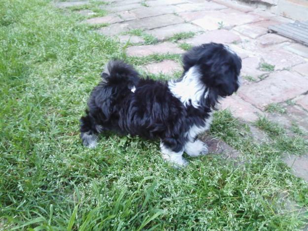 Vand Bichon Havanez - Pret | Preturi Vand Bichon Havanez