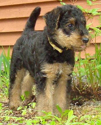 Vand catei Airedale terrier - Pret | Preturi Vand catei Airedale terrier