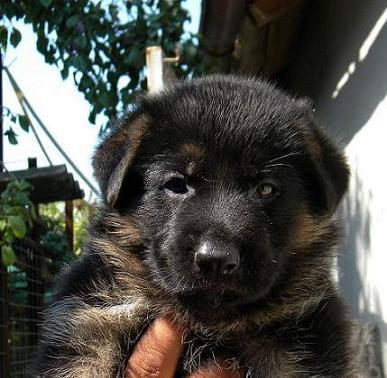 Pui ciobanesc german - Pret | Preturi Pui ciobanesc german