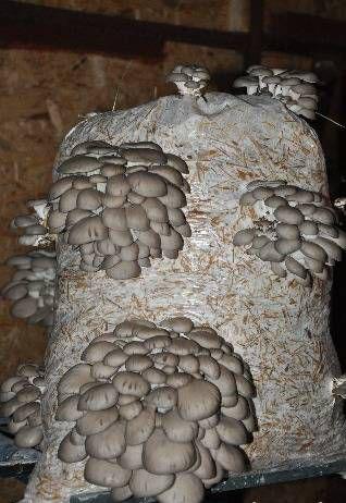 Saci Ciuperci Pleurotus - Pret | Preturi Saci Ciuperci Pleurotus