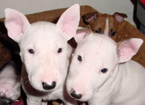 VAND BULLTERRIER,CATEI DE RASA PURA - Pret | Preturi VAND BULLTERRIER,CATEI DE RASA PURA