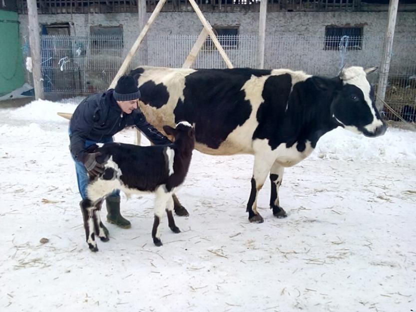 Vand vaca holstein cu vitel, acum da 24l de lapte pe zi - Pret | Preturi Vand vaca holstein cu vitel, acum da 24l de lapte pe zi