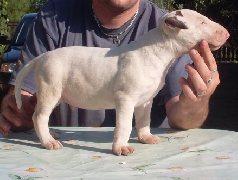 Bullterrier de vanzare - Pret | Preturi Bullterrier de vanzare