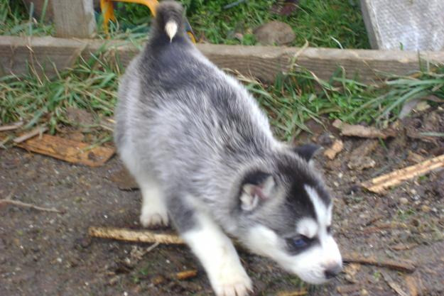 catelusi Husky din rasa pura - Pret | Preturi catelusi Husky din rasa pura