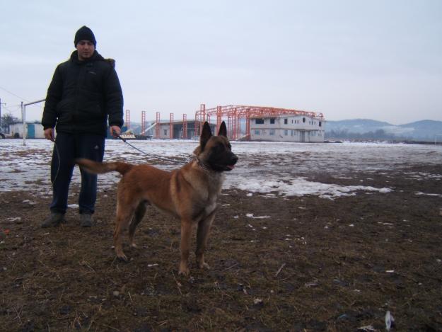 catei malinois - Pret | Preturi catei malinois