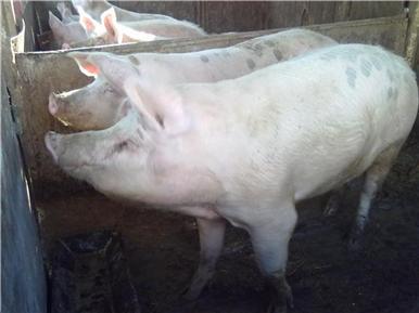 Porci de vanzare intre 70kg si 150kg in Arad,Santana,pret negociabil!!! - Pret | Preturi Porci de vanzare intre 70kg si 150kg in Arad,Santana,pret negociabil!!!